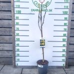 Magnólia (Magnolia × brooklynensis) ´YELLOW LANTERN´ - výška 110-120 cm, kont. C5L (-24°C) - NA KMIENKU